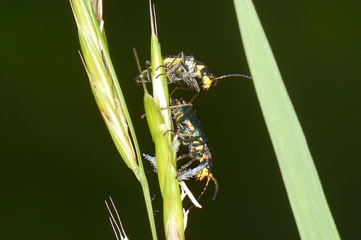 Tenere effusioni tra Malachiidae: Clanoptilus emarginatus